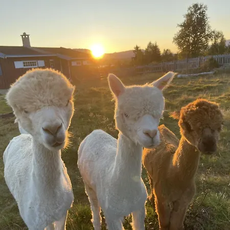 Syndinstoga Роскошный шатер *