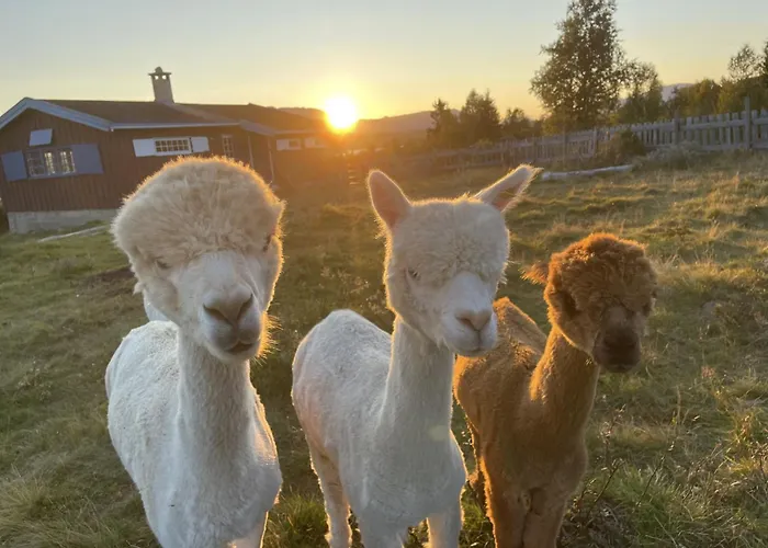 Syndinstoga خيمة فخمة *